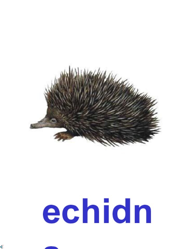 echidna