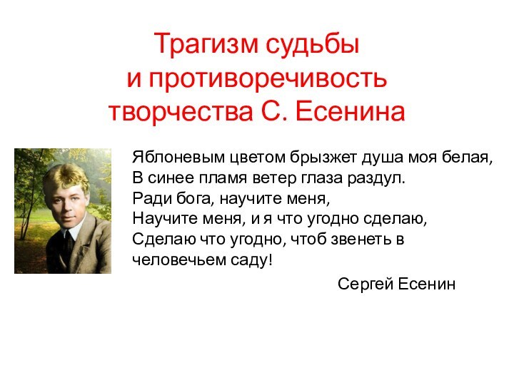 Трагизм судьбы  и противоречивость  творчества С. Есенина Яблоневым цветом брызжет