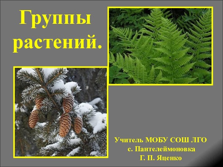 Группы   растений.Учитель МОБУ СОШ ЛГО с. Пантелеймоновка Г. П. Яценко