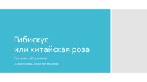 Гибискус или китайская роза