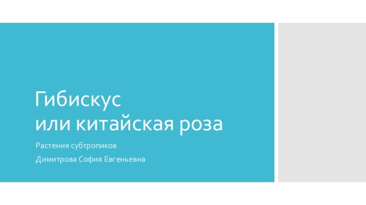 Гибискус  или китайская розаРастения субтропиковДимитрова София Евгеньевна