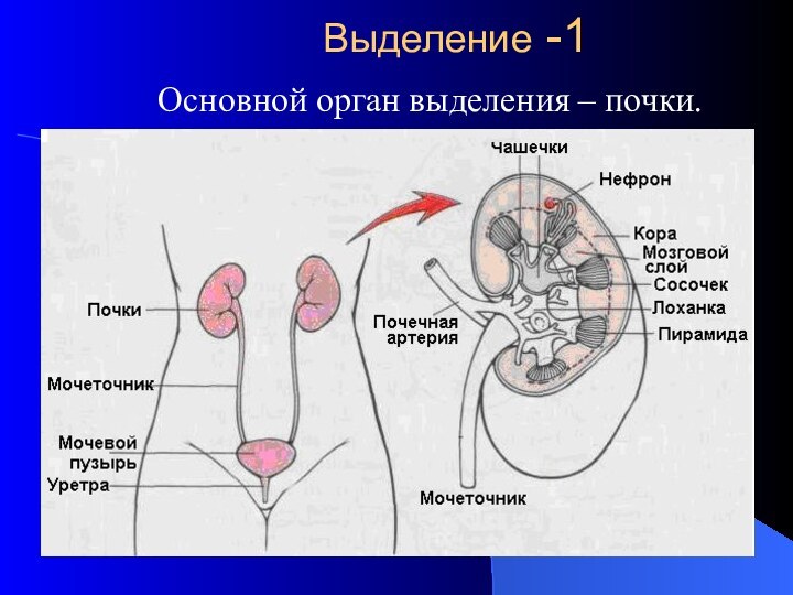 Выделение -1Основной орган выделения – почки.