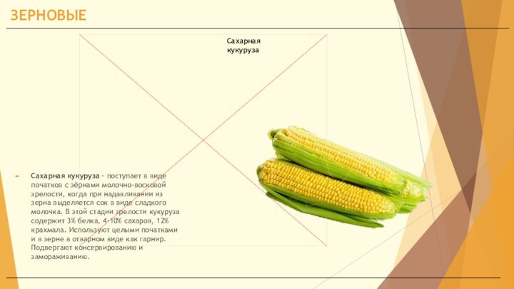 ЗЕРНОВЫЕСахарная кукуруза – поступает в виде початков с зёрнами молочно-восковой зрелости, когда