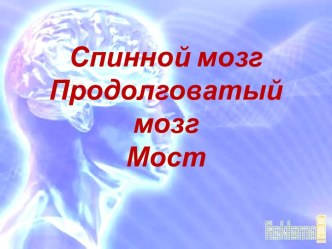 Спинной мозгПродолговатый мозгМост