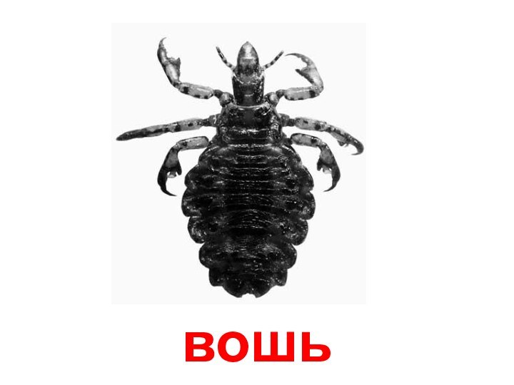 вошь