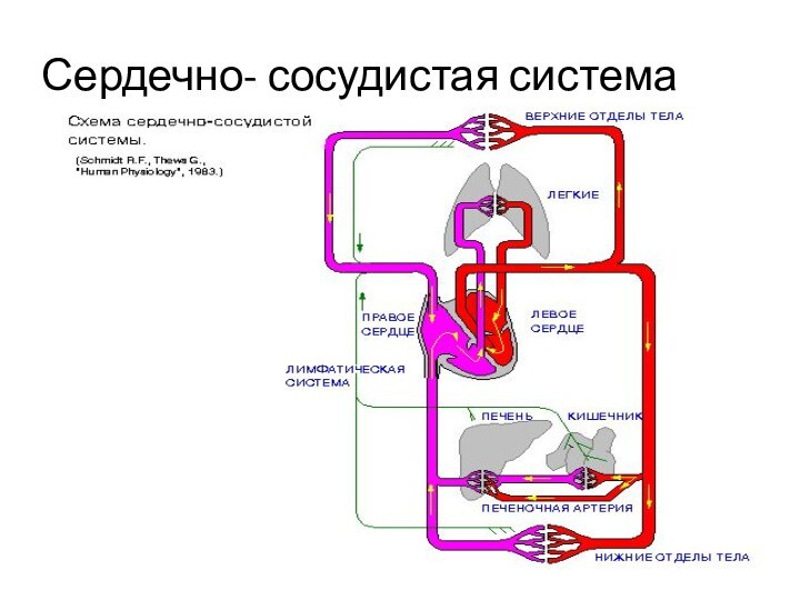 Сердечно- сосудистая система