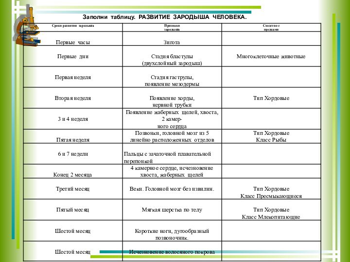 Заполни таблицу. РАЗВИТИЕ ЗАРОДЫША ЧЕЛОВЕКА.