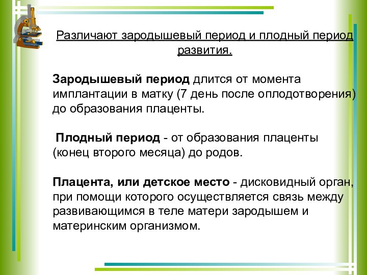 Различают зародышевый период и плодный период развития. Зародышевый период длится от момента