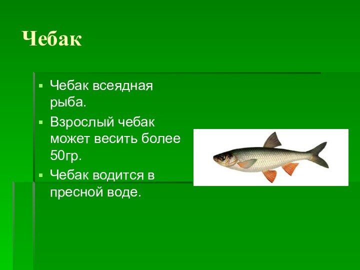 ЧебакЧебак всеядная рыба. Взрослый чебак может весить более 50гр.Чебак водится в пресной воде.