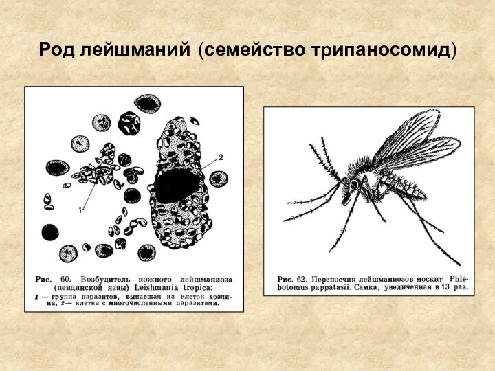 Род лейшманий (семейство трипаносомид)