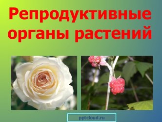 Репродуктивные органы размножения у растений