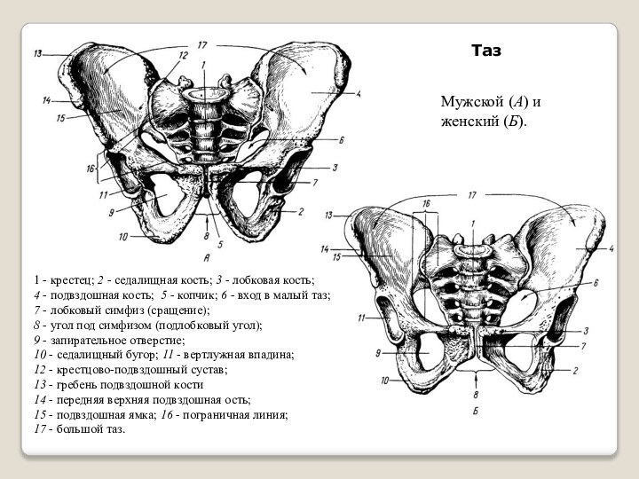 Лобковая область мужчины. Анатомия таза мужчины спереди. Строение тазовых костей. Кости таза топографическая анатомия. Кости малого таза схема.