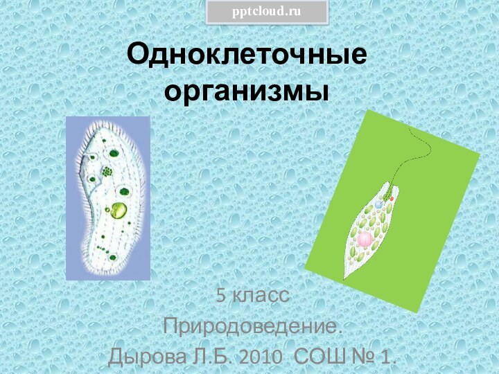 Одноклеточные организмы5 классПриродоведение.Дырова Л.Б. 2010 СОШ № 1.