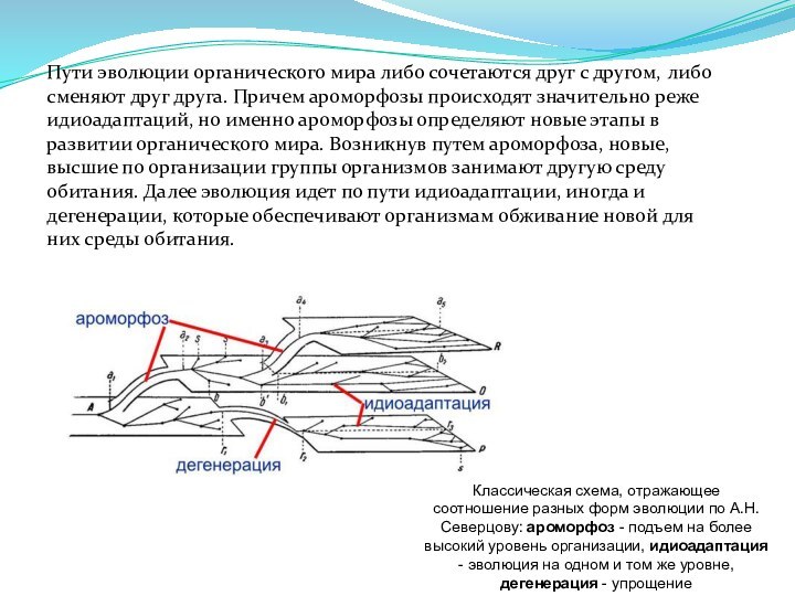 Пути эволюции органического мира либо сочетаются друг с другом, либо сменяют друг