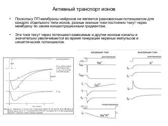 Активный транспорт ионов