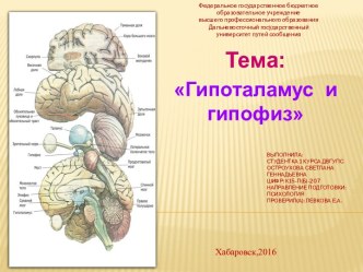 Гипоталамус и гипофиз и их функции