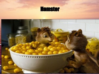 Hamster