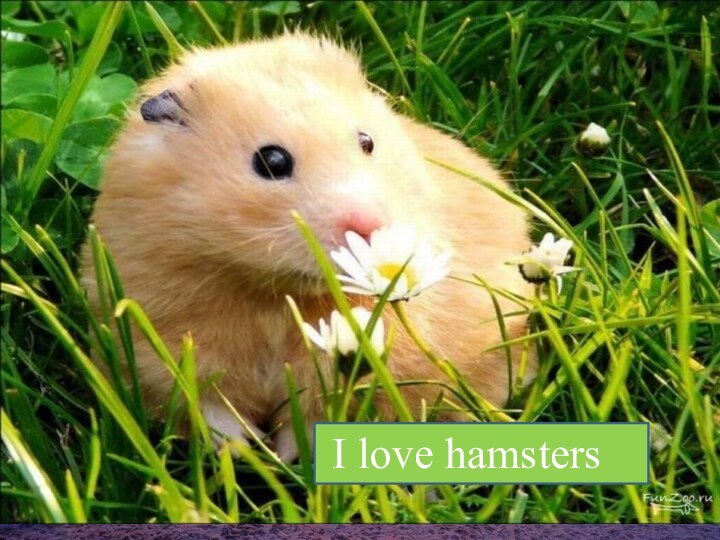 I love hamsters