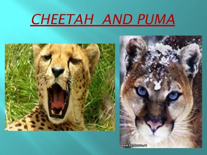 CHEETAh AND PUMA