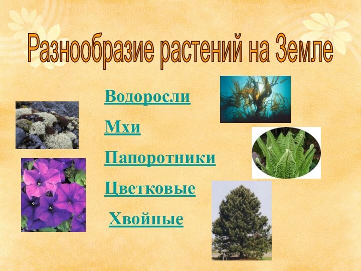 ВодорослиМхиПапоротникиЦветковые ХвойныеРазнообразие растений на Земле