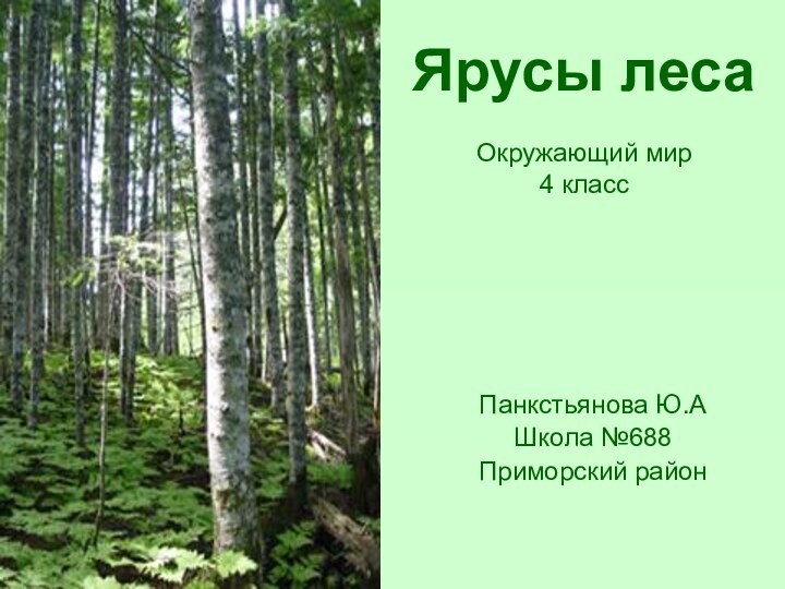 Ярусы леса  Окружающий мир 4 классПанкстьянова Ю.АШкола №688Приморский район