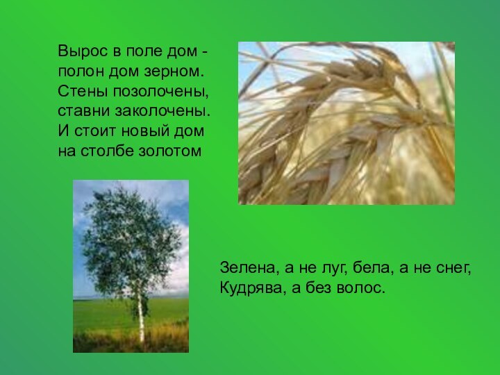 Вырос в поле дом - полон дом зерном. Стены позолочены, ставни заколочены.