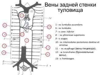 Вены задней стенки туловища