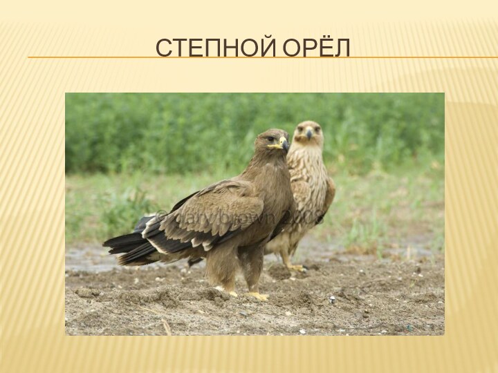 Степной орёл