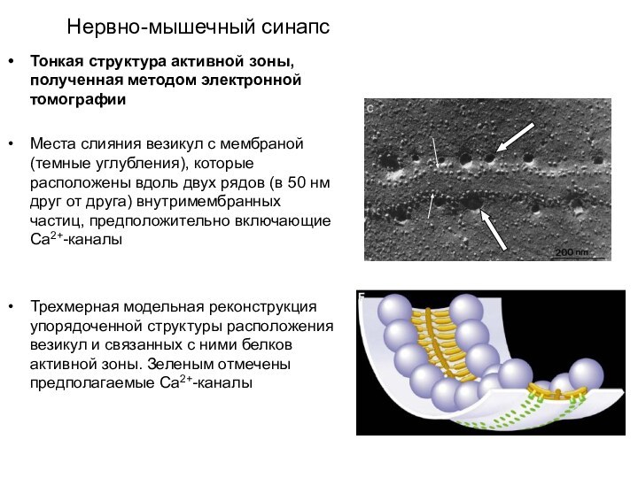 Нервно-мышечный синапсТонкая структура активной зоны, полученная методом электронной томографииМеста слияния везикул с