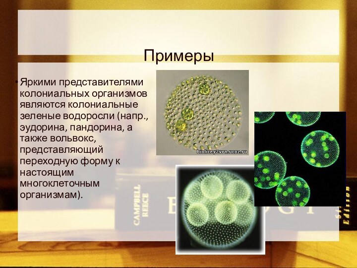 Примеры Яркими представителями колониальных организмов являются колониальные зеленые водоросли (напр., эудорина, пандорина,