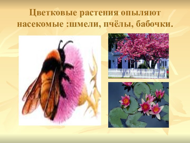 Цветковые растения опыляют насекомые :шмели, пчёлы, бабочки.