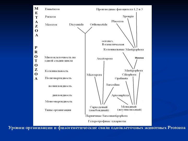 Уровни организации и филогенетические связи одноклеточных животных Protozoa