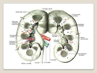 Функциональная анатомия почек.