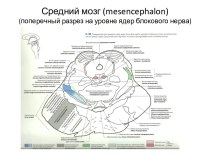 Средний мозг (mesencephalon)(поперечный разрез на уровне ядер блокового нерва)