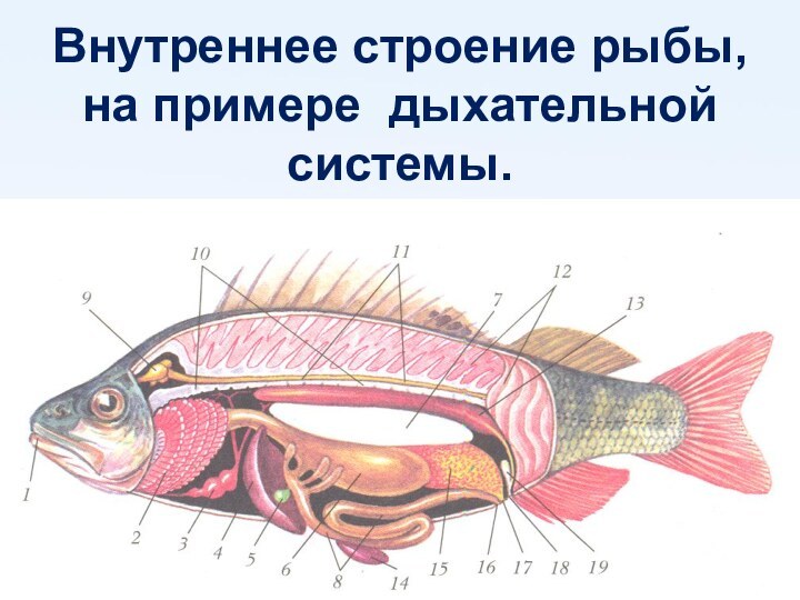 Внутреннее строение рыбы, на примере дыхательной системы.