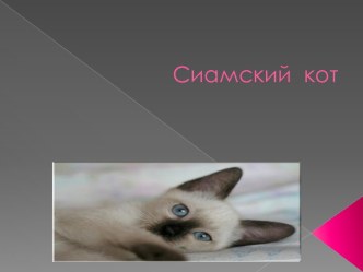 Сиамский  кот