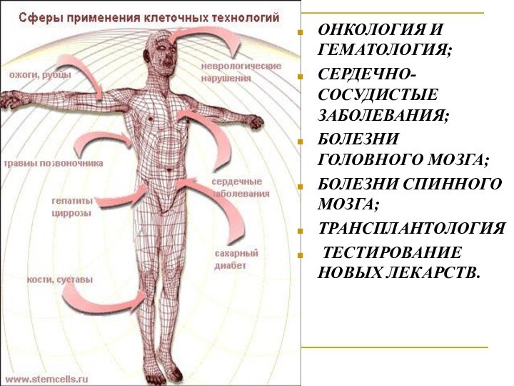 ОНКОЛОГИЯ И ГЕМАТОЛОГИЯ; СЕРДЕЧНО-СОСУДИСТЫЕ ЗАБОЛЕВАНИЯ; БОЛЕЗНИ ГОЛОВНОГО МОЗГА; БОЛЕЗНИ СПИННОГО МОЗГА;ТРАНСПЛАНТОЛОГИЯ ТЕСТИРОВАНИЕ НОВЫХ ЛЕКАРСТВ.
