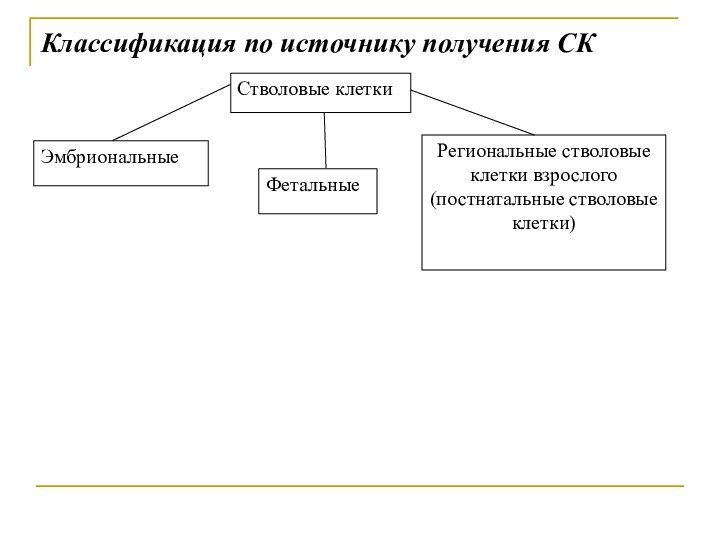 Классификация по источнику получения СКРегиональные стволовые клетки взрослого (постнатальные стволовые клетки)ФетальныеЭмбриональныеСтволовые клетки