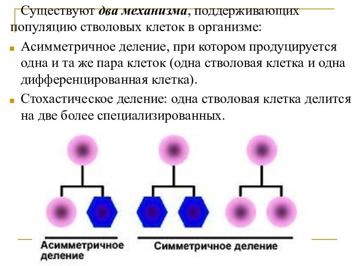 Существуют два механизма, поддерживающих популяцию стволовых клеток в организме:Асимметричное деление, при котором