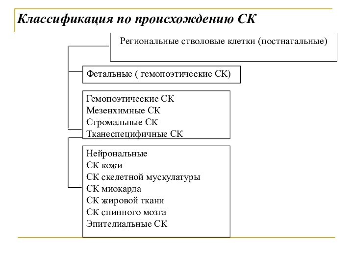НейрональныеСК кожиСК скелетной мускулатурыСК миокардаСК жировой тканиСК спинного мозгаЭпителиальные СКРегиональные стволовые клетки