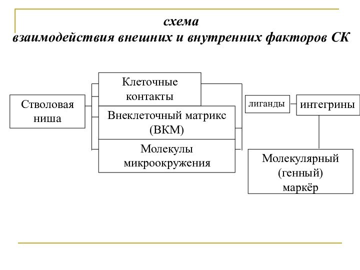 схема взаимодействия внешних и внутренних факторов СК