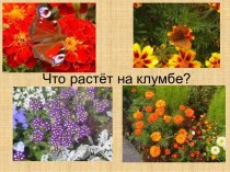 Что растёт на клумбе