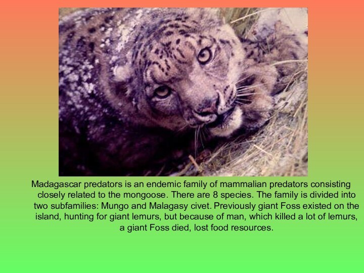 Madagascar predators is an endemic family of mammalian predators consisting closely related