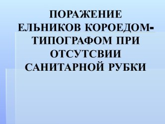 Поражение ельников короедом-типографом при отсутсвии санитарной рубки