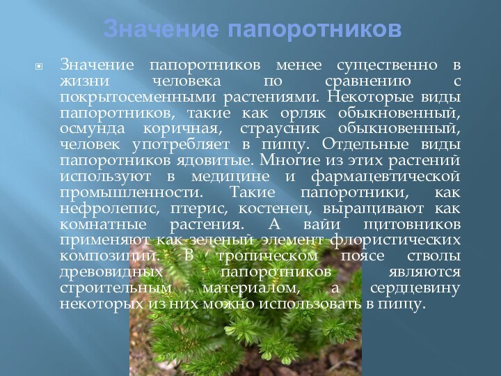 Значение папоротниковЗначение папоротников менее существенно в жизни человека по сравнению с покрытосеменными