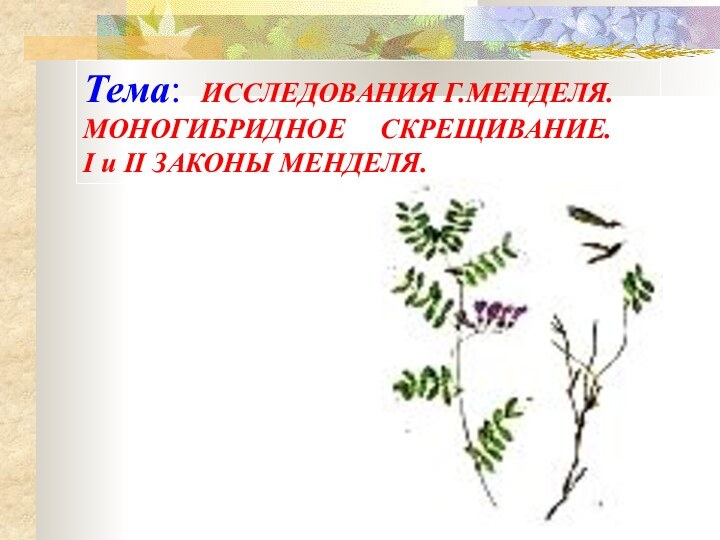 Тема: ИССЛЕДОВАНИЯ Г.МЕНДЕЛЯ.МОНОГИБРИДНОЕ   СКРЕЩИВАНИЕ.I и II ЗАКОНЫ МЕНДЕЛЯ.