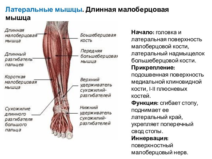 Латеральные мышцы. Длинная малоберцовая мышцаНачало: головка и латеральная поверхность малоберцовой кости, латеральный