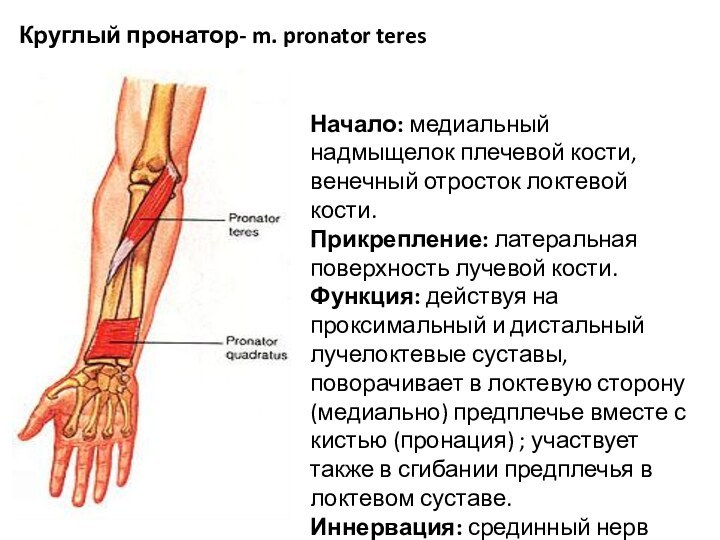 Надмыщелок бедренной. Круглый пронатор m. pronator Teres. Супинатор мышца предплечья. Мышцы пронаторы предплечья. Круглый пронатор мышца предплечья.