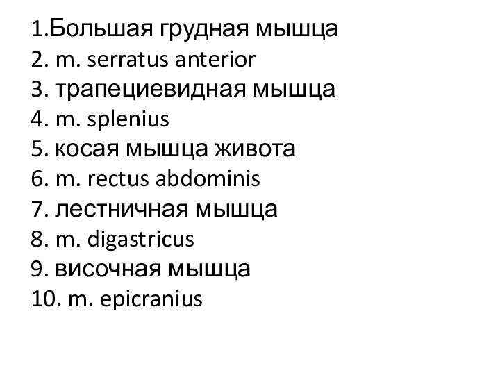 1.Большая грудная мышца 2. m. serratus anterior 3. трапециевидная мышца4. m. splenius