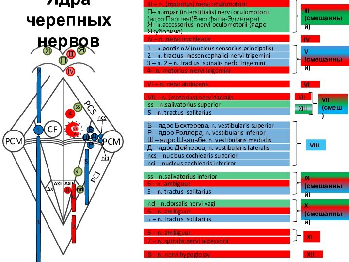 ΔXΔXIIPCMPCSPCMCFΔXIIPCIVIvII41231 – n.pontis n.V (nucleus sensorius principalis)Ядра  черепных нервов2 – n.